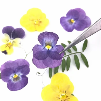 24pcs,Natural Pressionado Chifres violetas,Eterna Flores Secas DIY Flora Adesivos Artesanais Marcador Dom da Arte do Prego Facial decoração